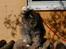 Norsk Skovkat Tantus Merci . R.I.P den 10-4-2013 - 13-04-07 