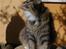 Norsk Skovkat Tantus Merci . R.I.P den 10-4-2013 - 13-04-07 