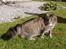 Norsk Skovkat Tantus Merci . R.I.P den 10-4-2013 - 13-04-07 