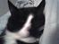 Huskat sorte