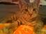 Huskat Hilda. R.I.P - Min lille tigermis.