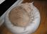 British Shorthair Zeus - Zeus i sin yndlingsseng. -Han ligger i en str. M, og den er størrelsesmæssigt maget til dem, som jeg sælger i min annonce...