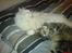 Maine Coon Felicia