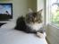 Maine Coon Enzo 