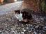 Blanding af racer Katten i haven (Missemor) - marts 2007
