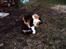 Blanding af racer Katten i haven (Missemor) - marts 2007