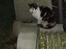 Blanding af racer Katten i haven (Missemor) - marts 2007