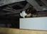 Blanding af racer Katten i haven (Missemor) - marts 2007