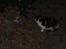 Blanding af racer Katten i haven (Missemor) - marts 2007