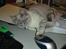 Huskat Kitty