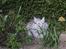Maine Coon Twinkle  R.I.P - Twinkle ligger og kigger op på fuglehus