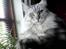 Maine Coon Twinkle  R.I.P - hva så der, siger Twinkle