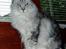 Maine Coon Twinkle  R.I.P