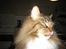 Maine Coon Enzo 