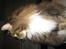 Maine Coon Enzo 