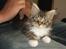 Maine Coon Enzo 