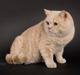 British Shorthair Zeus