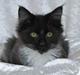 Maine Coon DK Azizam´s Vitani
