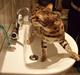 Bengal Felix R.I.P.