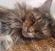 Maine Coon Felicia