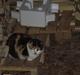Blanding af racer Katten i haven (Missemor)