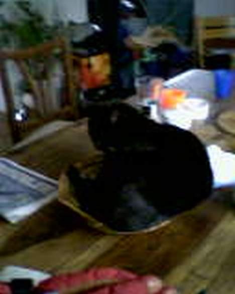 Huskat Missi - Ligger lii´ og slapper af, i brød-kurven. billede 10