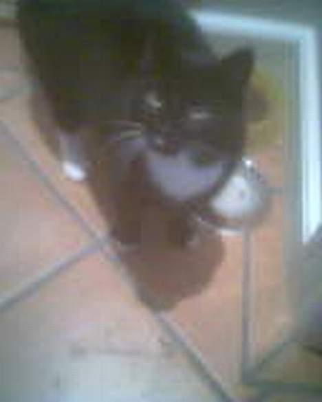 Huskat Missi - Noget spiseligt?! billede 11