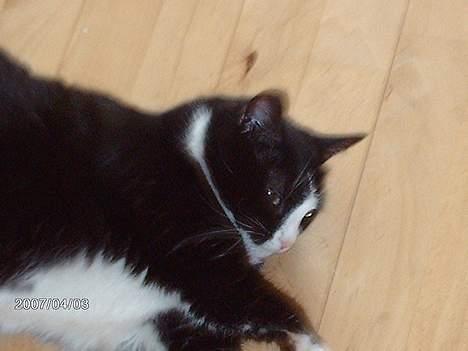 Huskat Felix - På vej til drøøømmelaand... ZzZ billede 14