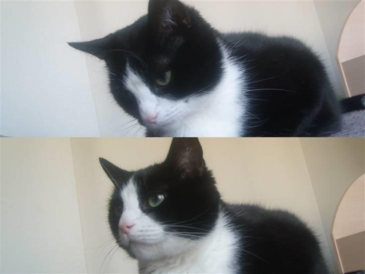 Huskat Felix - Jeg ser dobbelt! billede 15