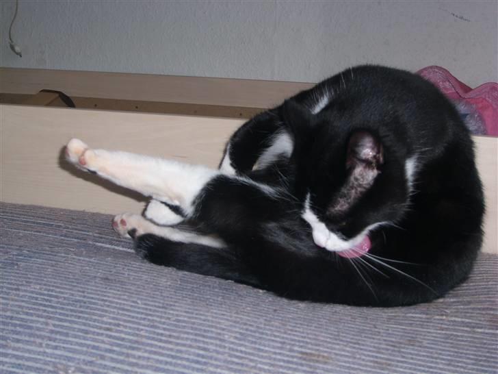 Huskat Felix - Vasker mig da lige...! billede 16