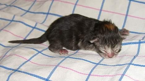 Maine Coon Ziya - R.I.P 7/12 2021 <3 - Her er jeg så, lille og helt ny. billede 8