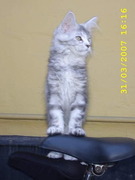 Maine Coon Ziya - R.I.P 7/12 2021 <3 - så står jeg da lige på cykelen billede 9