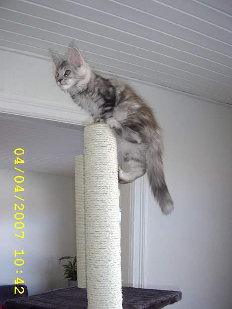 Maine Coon Ziya - R.I.P 7/12 2021 <3 - sikke en udsigt her oppe fra billede 10