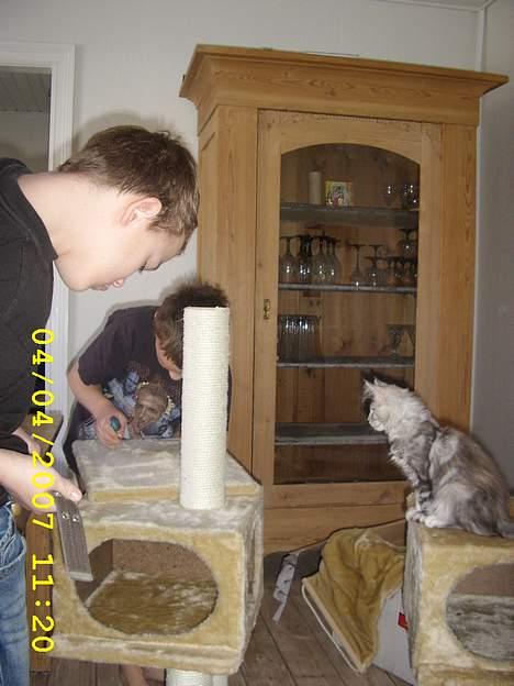 Maine Coon Ziya - R.I.P 7/12 2021 <3 - Mine brøder frederik og sebastian laver lige mit nye kattetræ billede 11