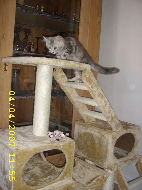 Maine Coon Ziya - R.I.P 7/12 2021 <3 - fin træppe den er god billede 12