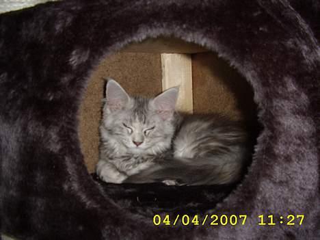 Maine Coon Ziya - R.I.P 7/12 2021 <3 - tager lige en slapper i mit nye hus billede 13