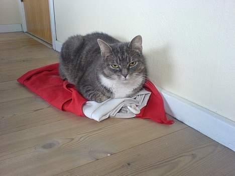 Huskat Mugge. billede 8