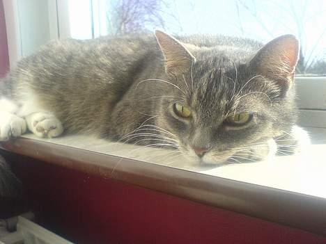 Huskat Mugge. billede 9