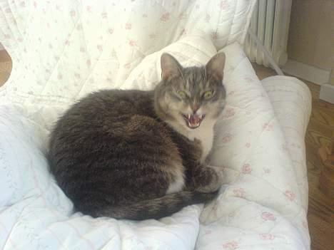 Huskat Mugge. billede 10