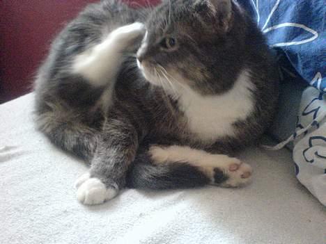 Huskat Mugge. billede 11