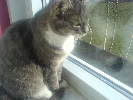 Huskat Mugge. billede 12