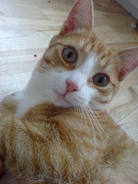 Huskat Oscar - Hvis jeg nu lægger hovedet på skrå... så må jeg da få høj :-) billede 1