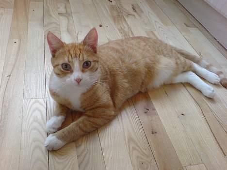 Huskat Oscar - Er jeg flot nok nu mor? billede 2