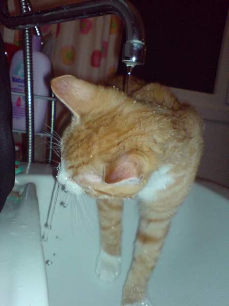 Huskat Oscar - Ja, man er vel en vandkat billede 3