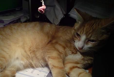 Huskat Oscar - Mmmm, lækkert med varme under lampen billede 4