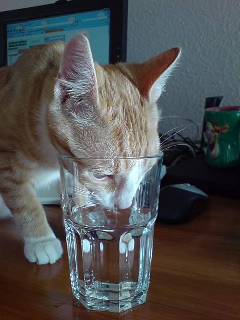 Huskat Oscar - Hvorfor skal mor gøre det så besværligt for mig billede 5