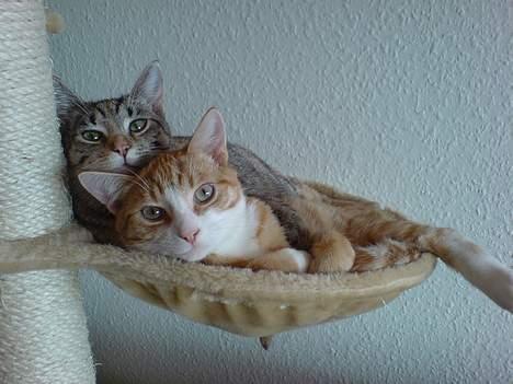 Huskat Oscar - Hygge i hængekøjen med lillesøster billede 6