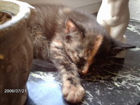 Huskat ronja (Forladt os) - Mit første skjulested.... (Jeg er faktisk væk) billede 1