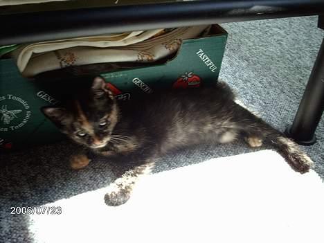 Huskat ronja (Forladt os) - Nyder solen... billede 2