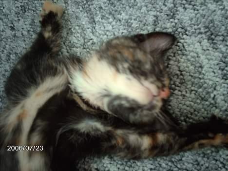 Huskat ronja (Forladt os) - I kan bare komme an`....... billede 4